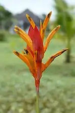 Heliconia psittacorum, or parrot's flower, is a perennial herb native to the Caribbean and northern South America.