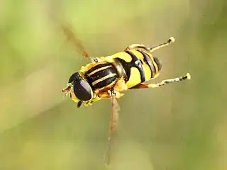 Helophilus fasciatus