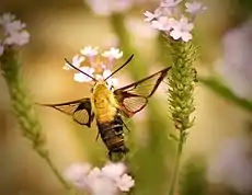 H. diffinis feeding