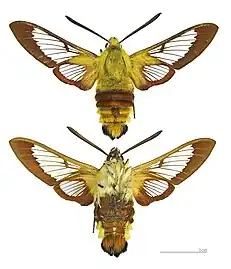 Hemaris fuciformis