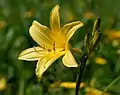 Hemerocallis lilioasphodelus