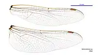 Male wings