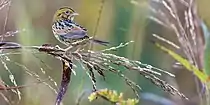 Henslow's sparrow (Ammodramus henslowii), Butler County, Ohio, USA (October 2016)