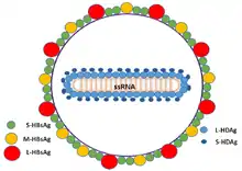 Schematic representation of the "Hepatitis delta virus" virion