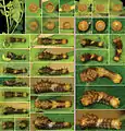 Papilio rumiko vs Papilio cresphontes eggs and 1st instar