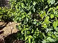 Herb garden with many plants