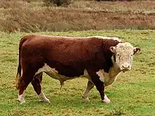 A white-faced red bull in a field