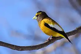 Evening grosbeak (Hesperiphona vespertina)