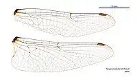 Male Hesperocordulia berthoudi wings