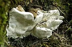 A white bracket fungus