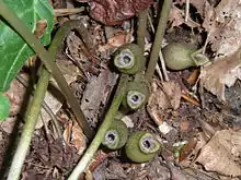 Five brown jug-shaped flowers at the base of a low plant, viewed from above.