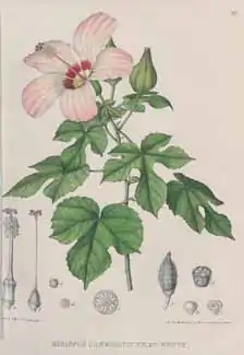 Hibiscus