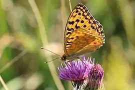 female, form cleodoxa