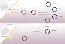 Diagram visualising theory that HGSC arises from inclusion of a stem cell from the ovarian surface epithelium, or possibly from a fallopian tube stem cell