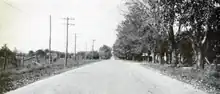 A road passes between tall trees on the right, and farm fields on the left