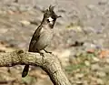 Himalayan Bulbul at Sattal