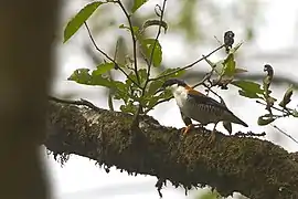 in Neora Valley National Park, West Bengal, India