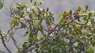 A flock consisting of two males (♂) and a female (♀) in Neora Valley National Park in West Bengal, India