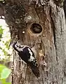 Pair at nest in Kullu - Manali District of Himachal Pradesh, India