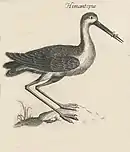 An old print of a black-winged stilt