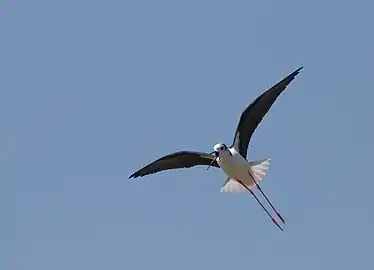 In flight (Laguna di Venezia, Italy)