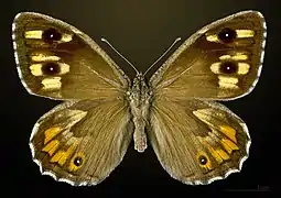 Female