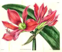 Hippeastrum aulicum