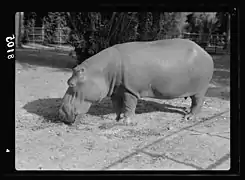 Hippopotamus