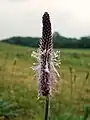 hoary plantain