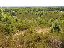 Trees encroaching the heath