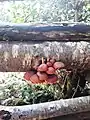 Mushrooms