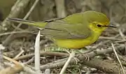 1st yr female - South Padre Island Birding & Nature Center - Texas