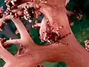 A soft coral spider crab hidden on soft coral