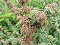 Horehound bugs