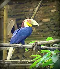 Hornbill at NZP