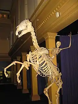 Human and Horse Skeletons displayed in a lifelike pose (2007)