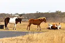 Horses play near a campsite on Assateague Island