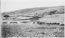 Horses at Jemmameh during WWI