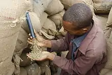 Unroasted coffee beans pour out of a slit in burlap bags and into the man's hand