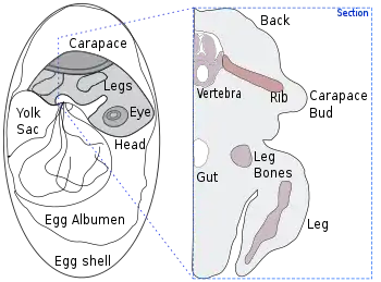 Drawing of a section through a turtle embryo showing formation of the shell, with the ribs growing sideways