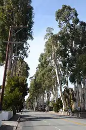 Howard-Ralston Eucalyptus Tree Rows