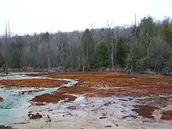 Field and woods at the Hughes bore hole