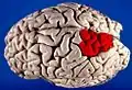 Superior parietal lobule (shown in red).