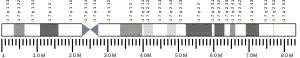 Chromosome 17 (human)