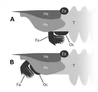 Initial (A) and revised (B) interpretation of placements of the frontal appendages and mouthparts of Hurdia