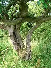 Fused blackthorns at Lynncraigs; known as a Husband and Wife tree.