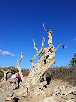 Huyanglin Nature Reserve