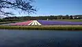 Fields of Hyacinths