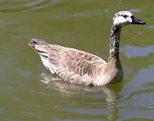 An intergeneric hybrid between Canada goose (Branta canadensis) and domestic goose (Anser anser domesticus)