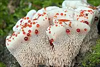 The Mealy Tooth, Hydnellum ferrugineum